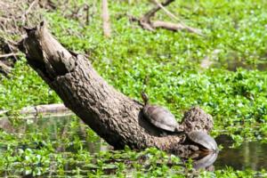 Sunning Turtles